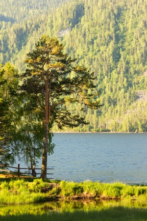 Beautiful view with pine on the bank of the mountain lake in the summerの写真素材