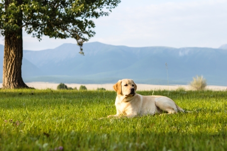 The puppy of retriever lies under tree in grassの写真素材