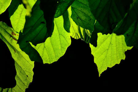 Green leaves on black background, taken in Botanical Garden in Madrid, Spain.の写真素材