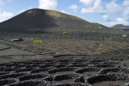 The odd volcanic vineyards of Lanzarote, Spain.の写真素材