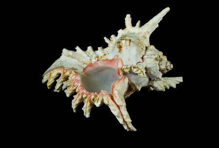Closeup of a seashell isolated on black background.