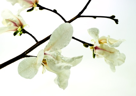 Spring magnolia tree blossomの写真素材