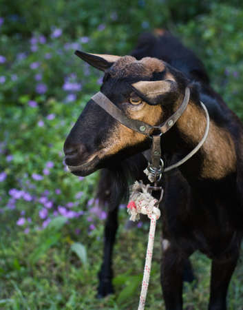 Domestic goat in the pasture - Crete, Greece.の写真素材