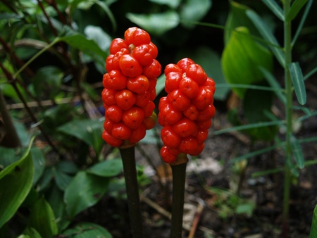 Arum in the pairの写真素材