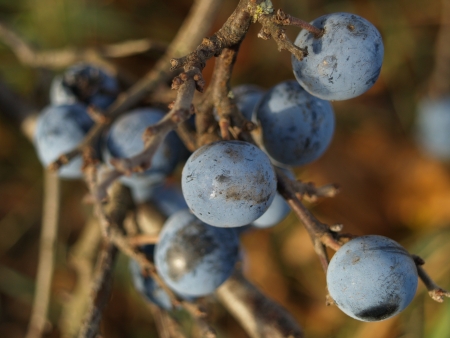 Fruiting bodies of the blackthorn Sloeの写真素材
