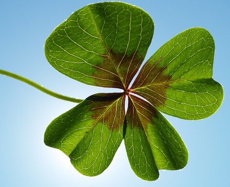 clover against blue sky - translucent