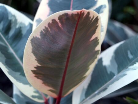 Sheets of rubber tree Partially backlitの写真素材