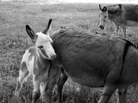 young donkey with parentsの写真素材