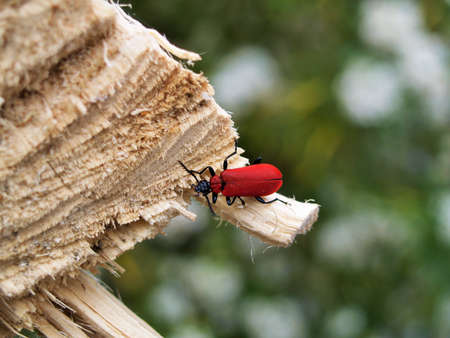 Cardinal Beetle on Woodの写真素材