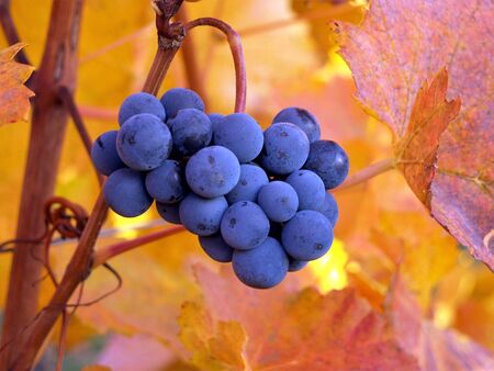 Remains of red grapes in autumnの写真素材