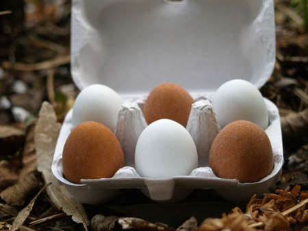 White and brown eggs in an egg box