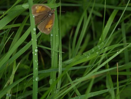A water drop is landing directly on a butterfly