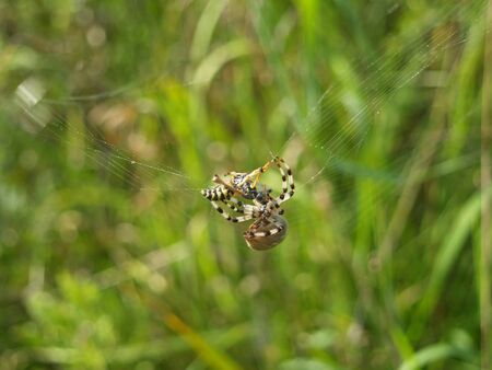Araneus quadratusの写真素材