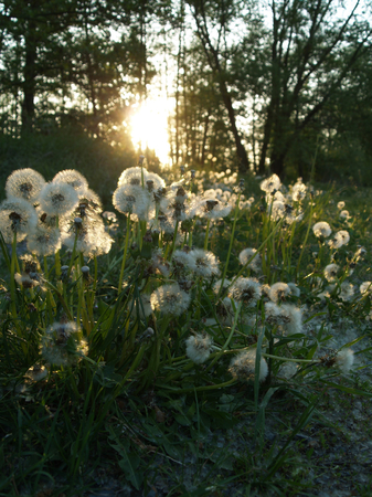 many Dandelion in the Morningの写真素材