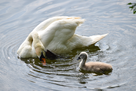 Swan shows how to groomの写真素材