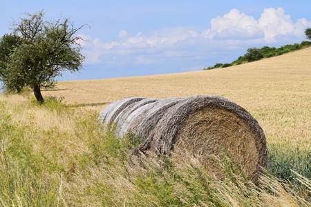 Modern straw bales on the edge of a fieldの写真素材
