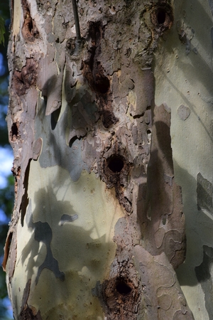 several nesting holes in the tree