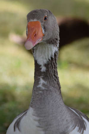 Portrait of a spotted pomeranian Goose
