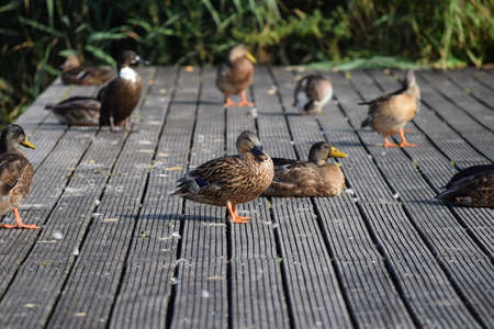 Ducks have taken over the Promenade deck