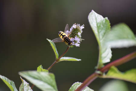 Skull hover fly on Peppermint