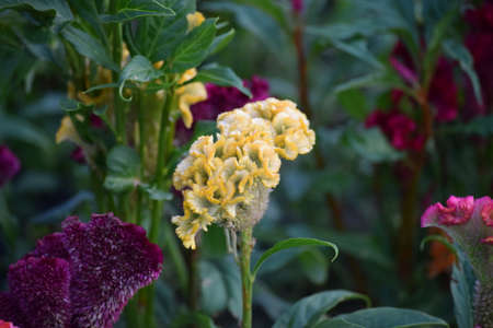 Celosia Cristata Field in the Wind