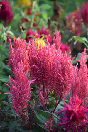 pink plumed Cockscomb in the Wind