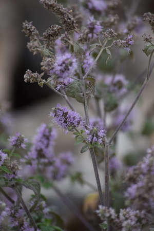 Horse mint in a quarry