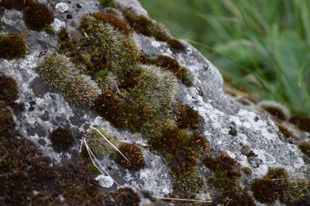 pulvinate Dry rock moss on a stone