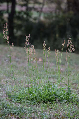 common Sorrel on a Meadow