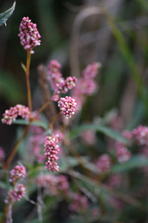 Water knotweed on a heap of Earth