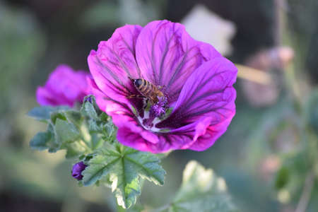 a bee in a common mallow