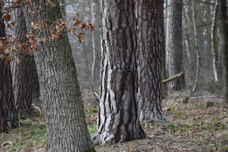 Mixed forest of Birch and Oak