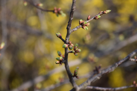 Ash maple buds just before openingの写真素材