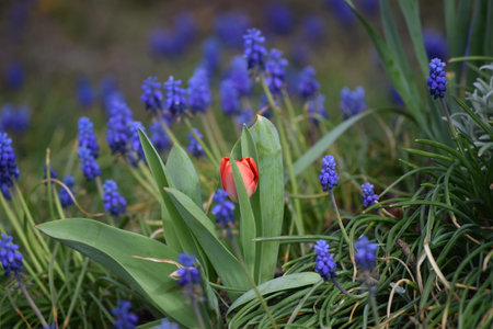 unusual plant combination of Tulip and Grape hyacinth