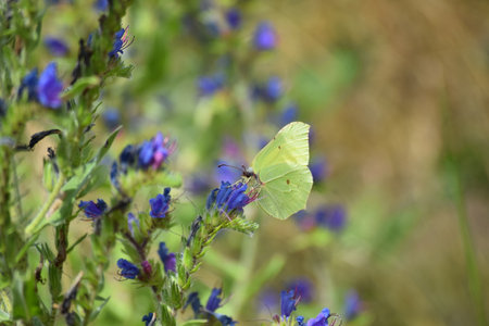 decorative Brimstone butterfly sitting on Viper's buglossの写真素材