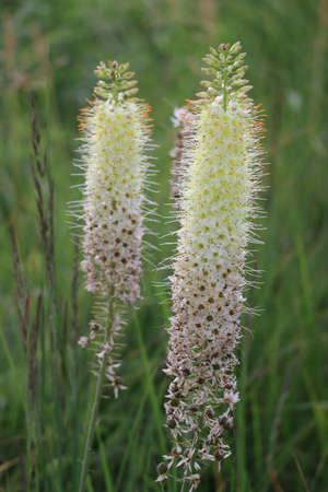 Lemon-yellow Steppe candle with differently developed Flowersの写真素材