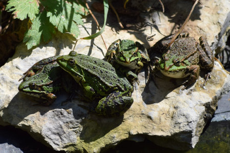 a Group of Frogs enjoy the hot Midday temperaturesの写真素材