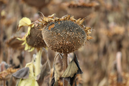 Sunflower seeds presumably picked out by Birdsの写真素材