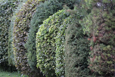 very neat hedges in the round cut