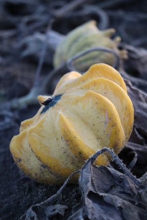 beautiful yellow Crown of Thorns Gourdの写真素材