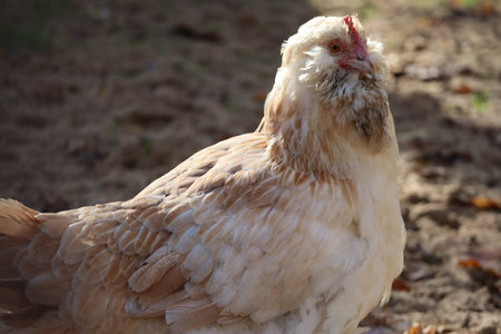 a beautiful female faverolles chicken