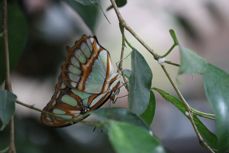 Malachite butterfly hangs upside down in Foliageの写真素材