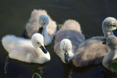 a Group of young Swansの写真素材