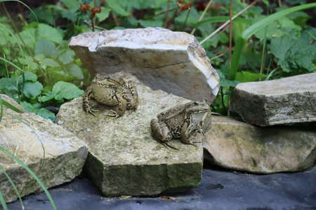 Frogs sit by the pondの写真素材