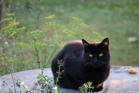 black cat at in the evening gardenの写真素材
