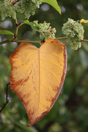 Wilted autumn leaf of Japanese knotweed