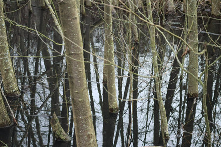 Young trees in the black moor