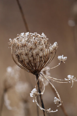 thawing Hoarfrost on a wild carrotの写真素材