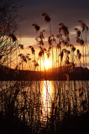 Mountainous sunset observed through reedsの写真素材