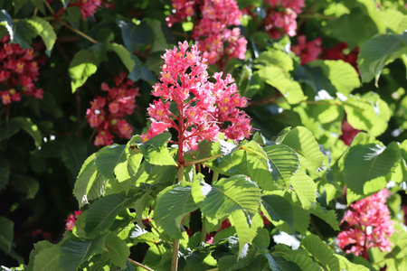 dragon-like blossoms of the red chestnutの写真素材